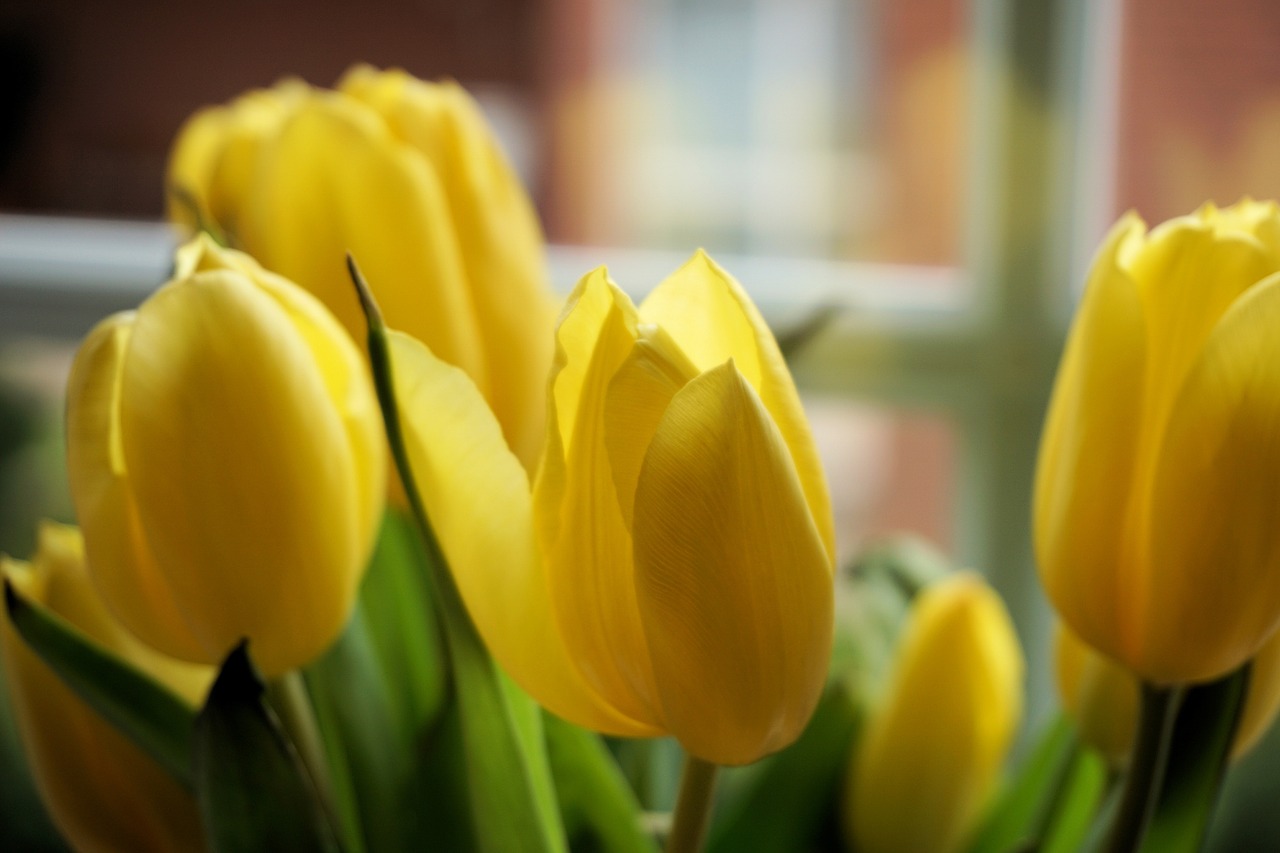 flowers tulips flora free photo