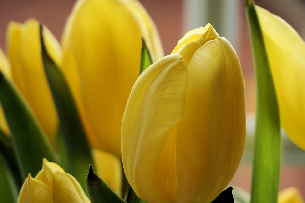 flowers tulips flora free photo