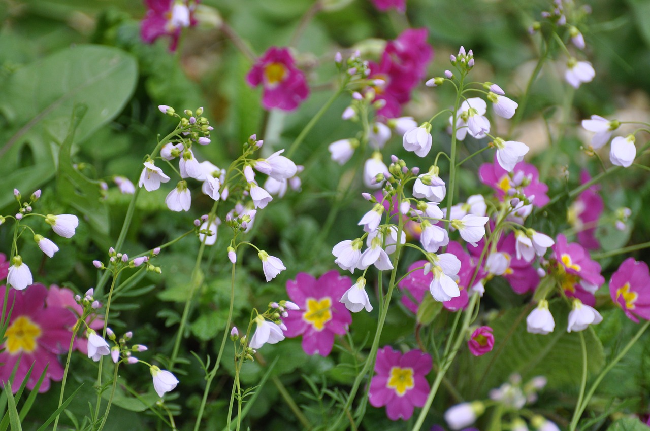 flowers wild flowers field free photo