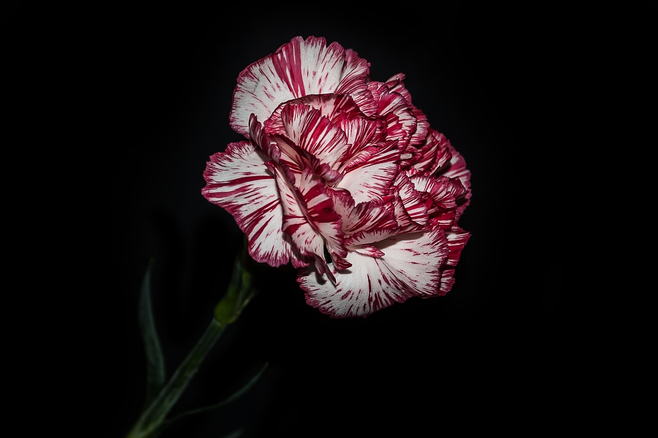 flowers carnation creative free photo