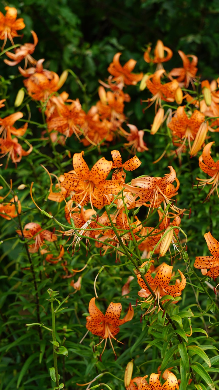 lily flowers wildflower free photo