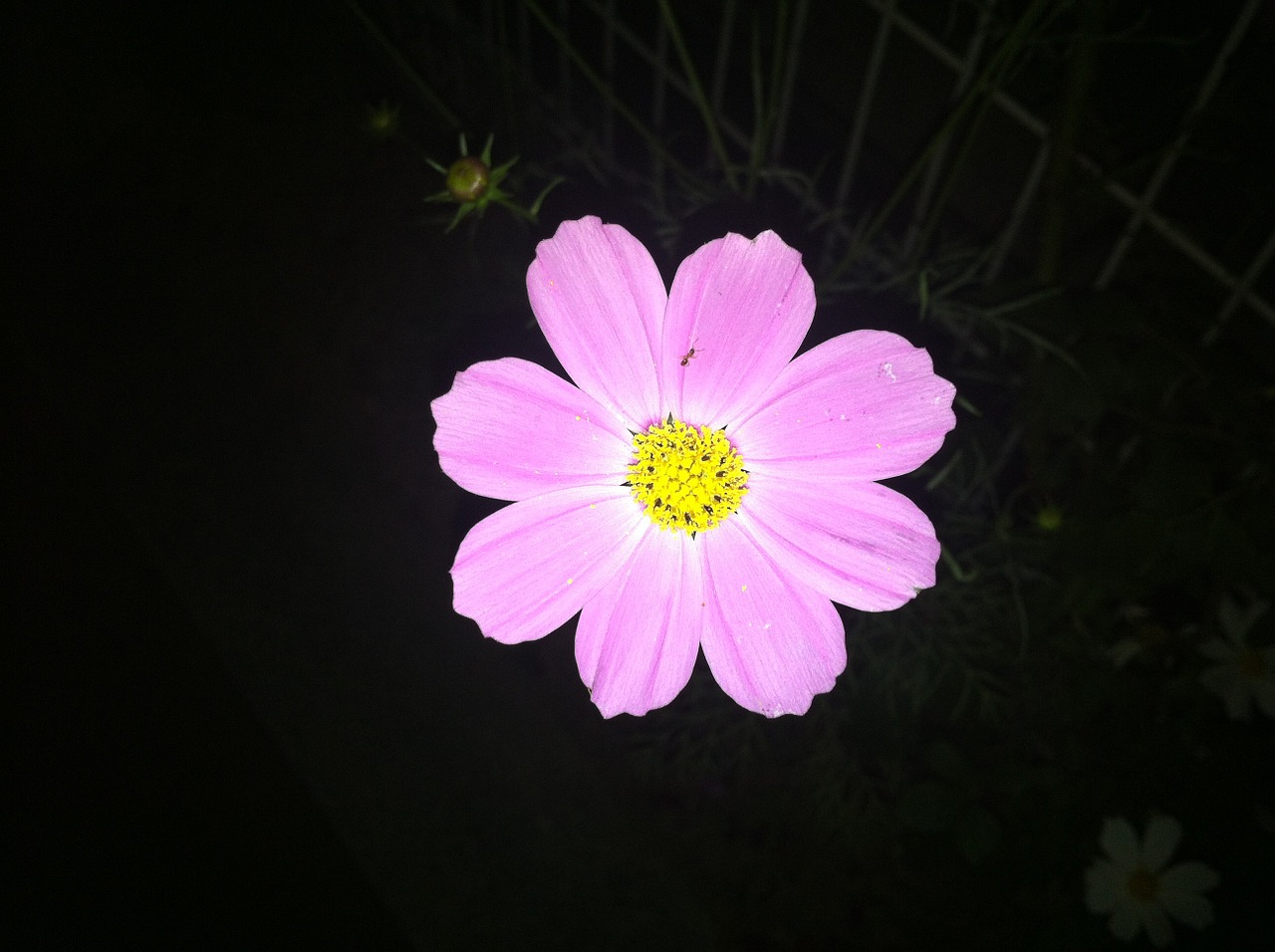 flowers iphone in the evening free photo