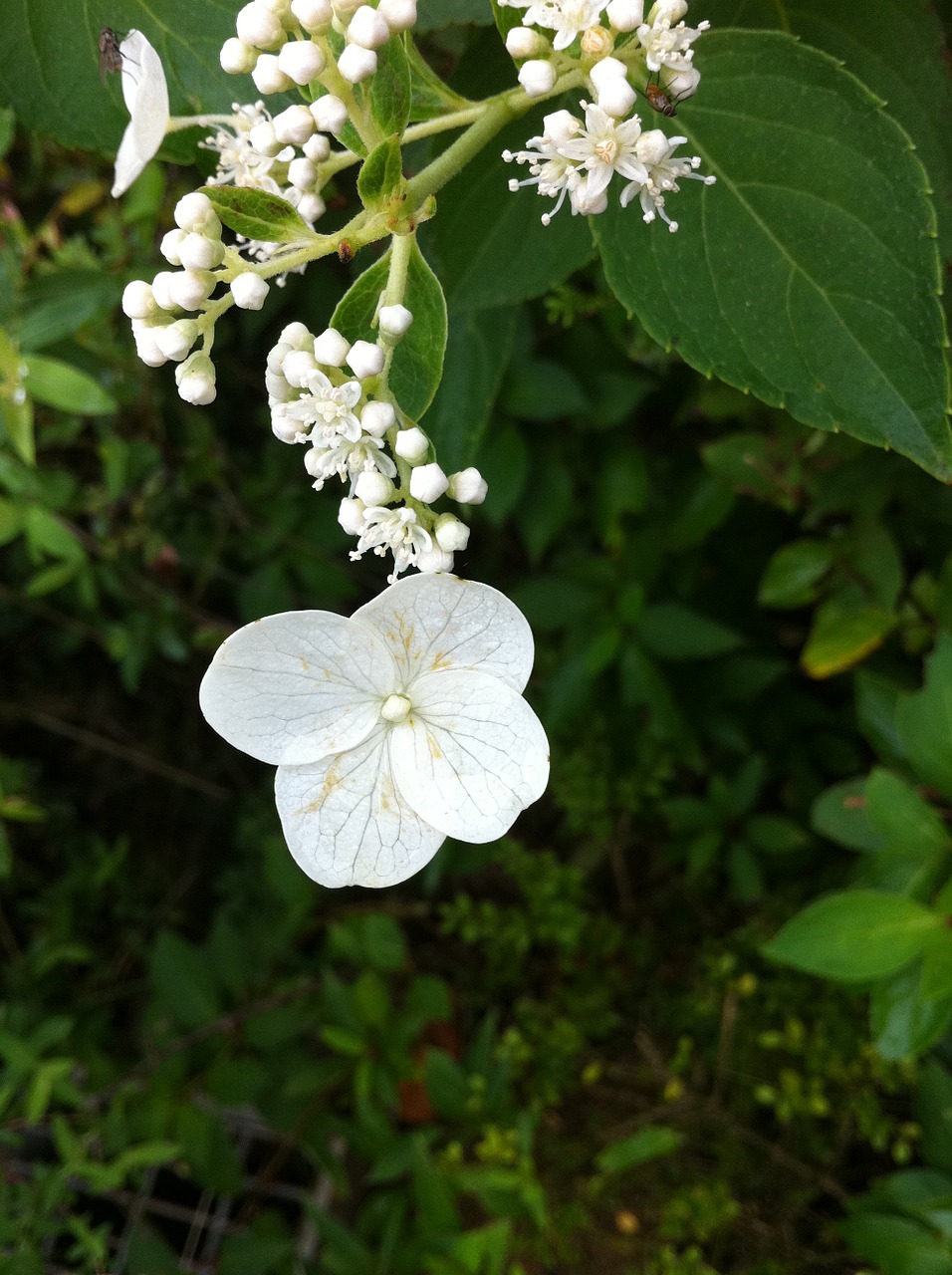 flowers iphone plants free photo