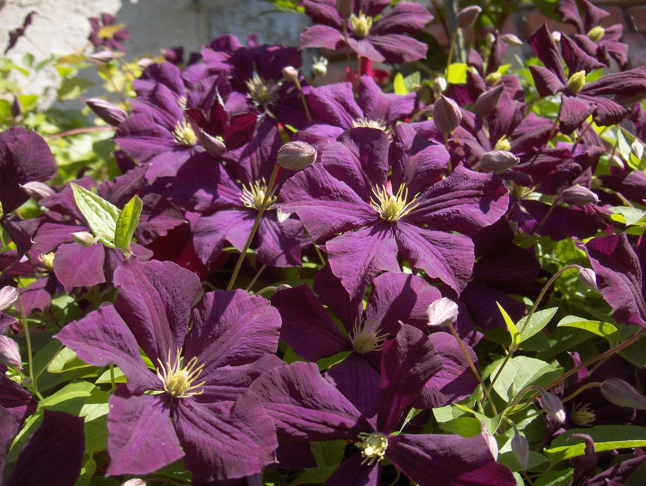 flowers clematis nature free photo