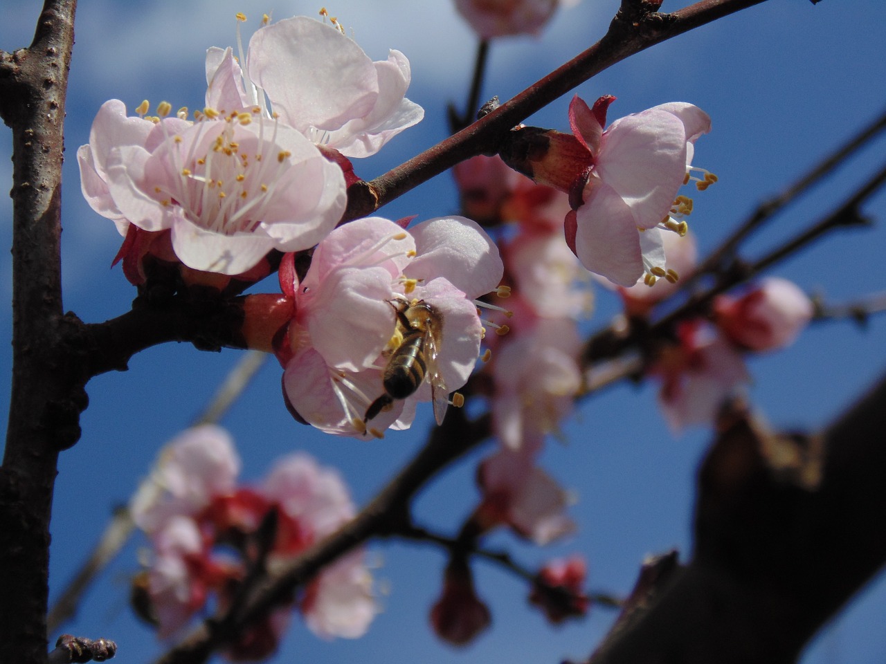 flowers spring branches free photo