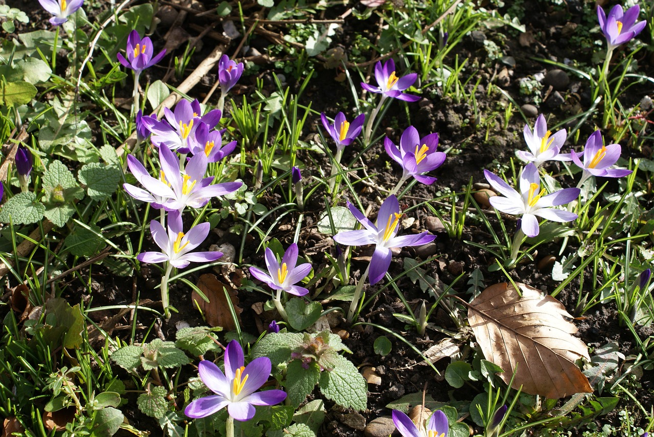 crocus flowers spring free photo