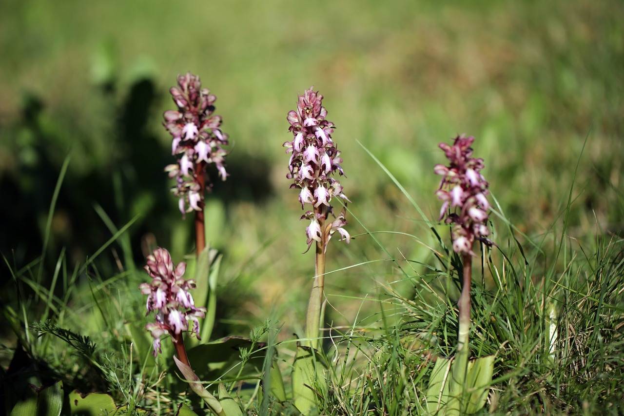 wild orhids flowers nature free photo