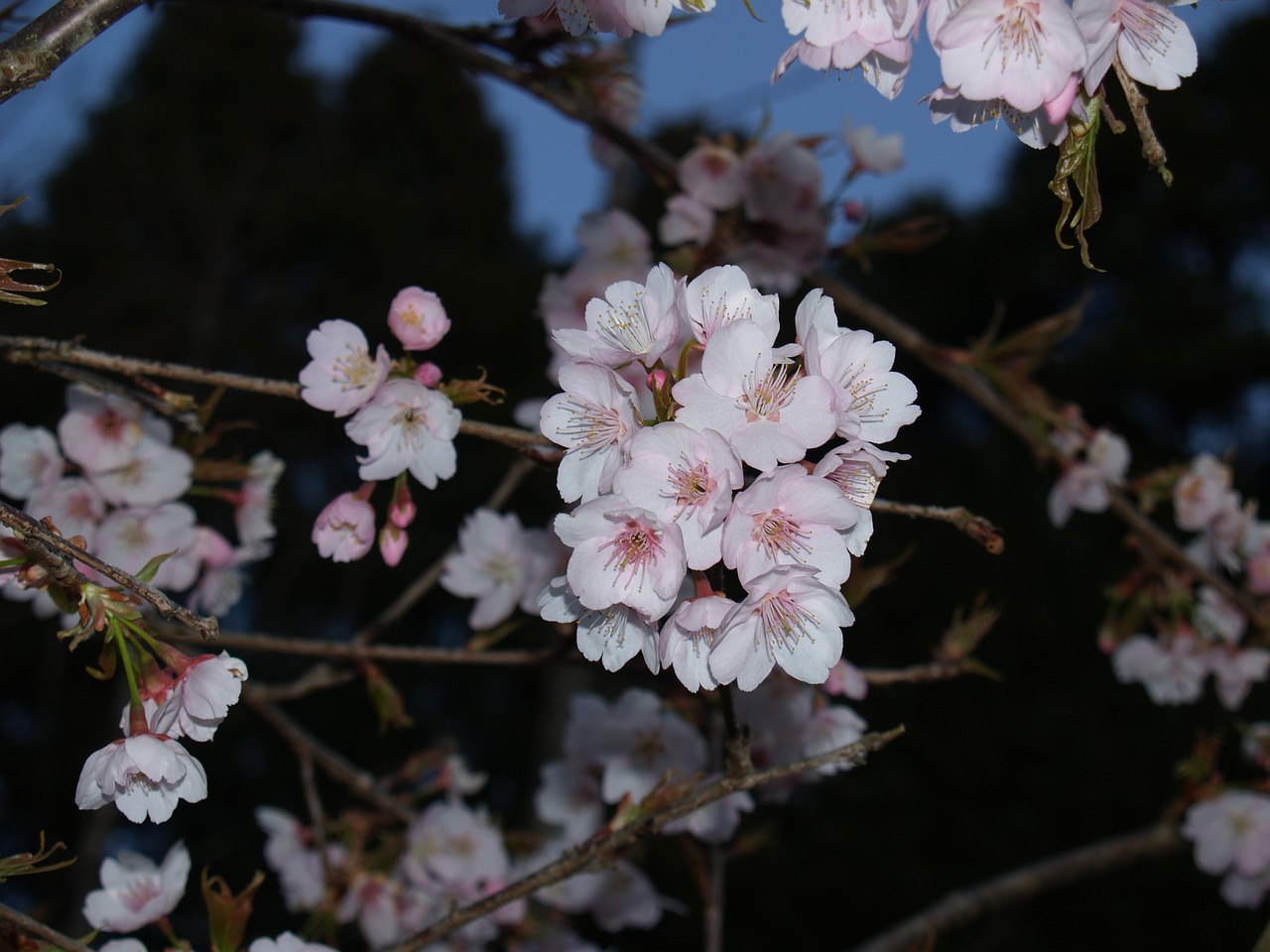 evening cherry during the day free photo