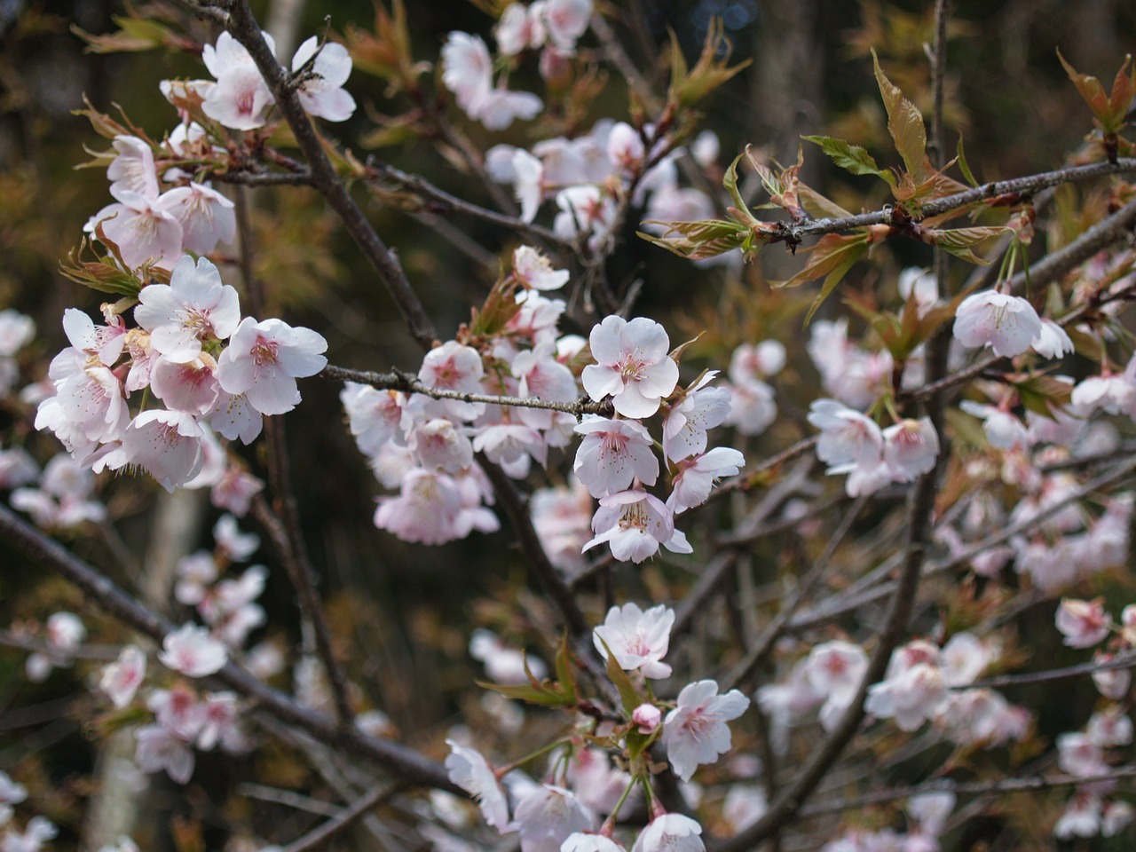 cherry during the day in full bloom free photo