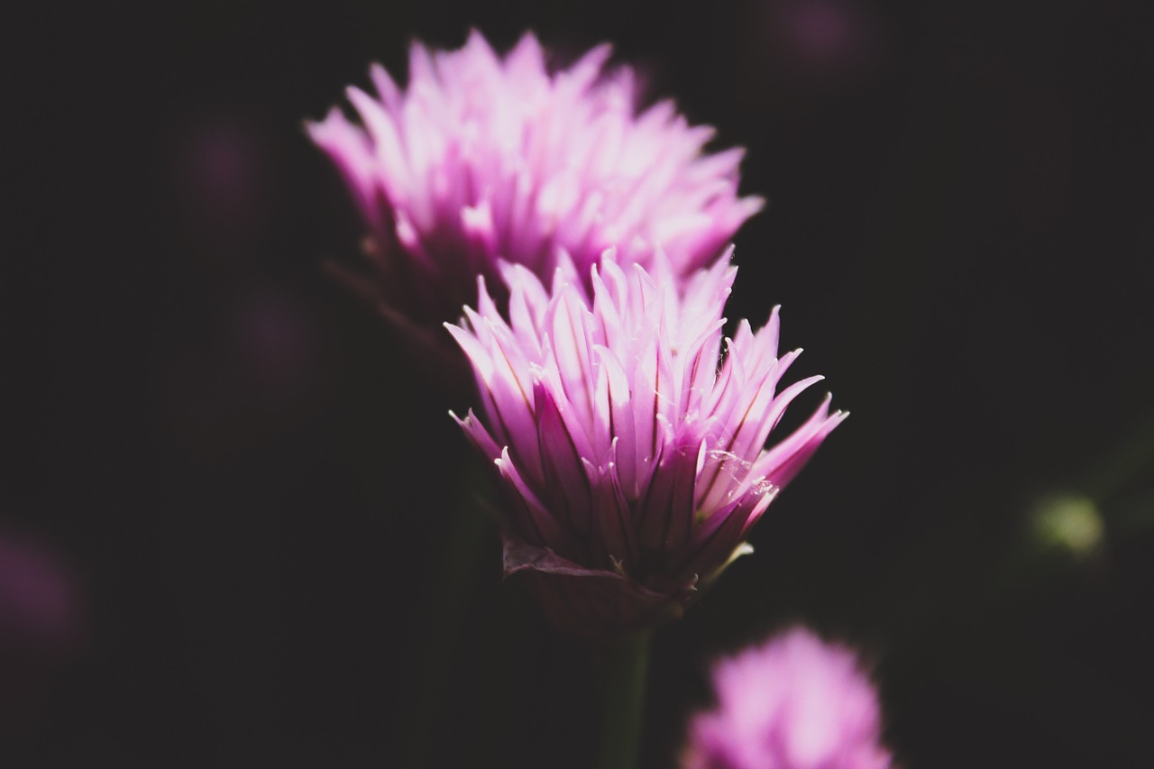 flowers pink pink flowers free photo