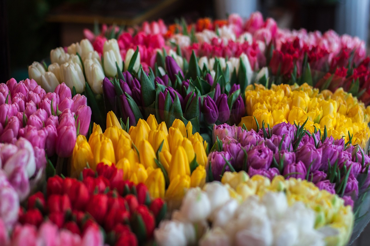 flowers colorful tulips free photo