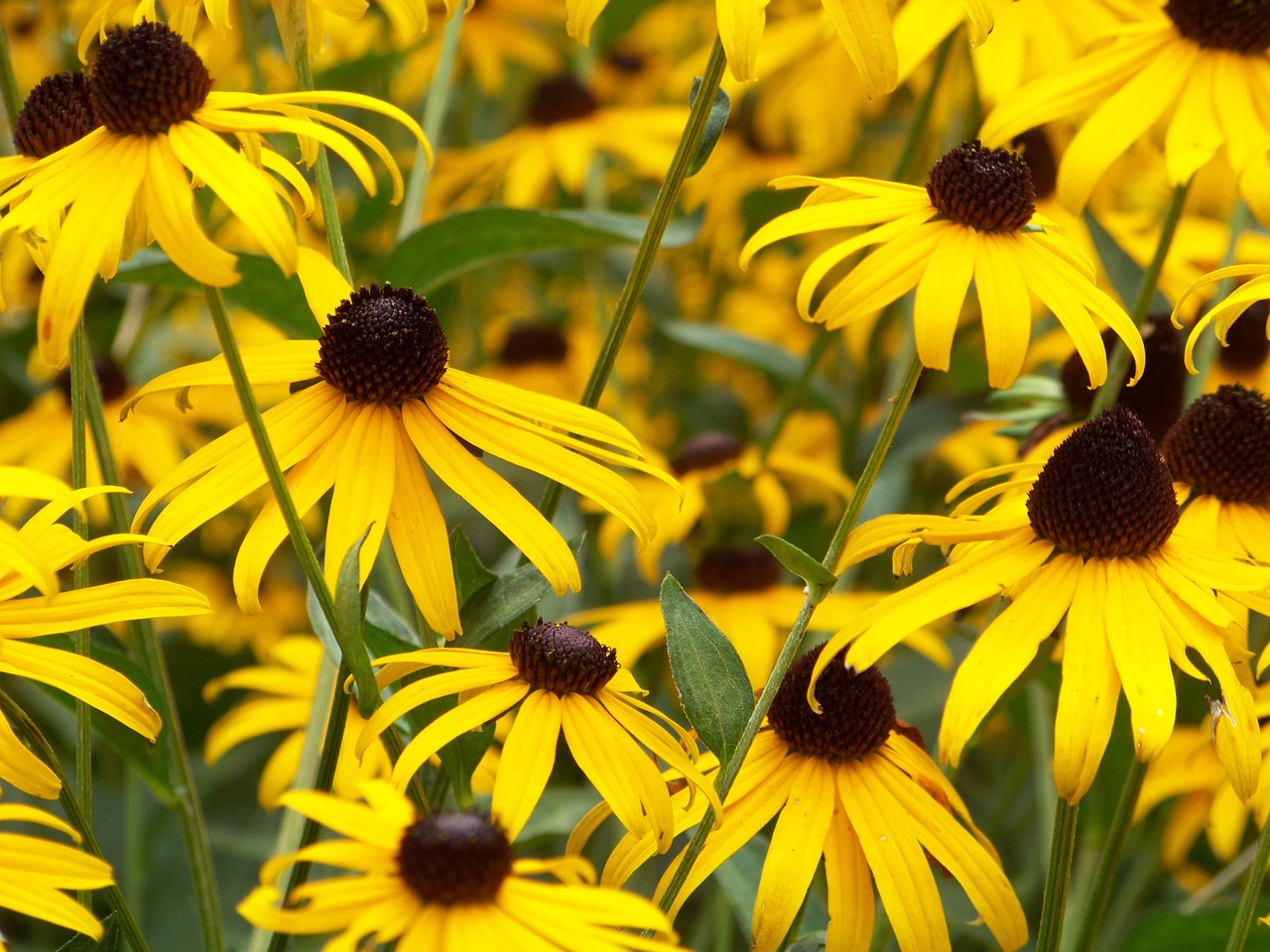 flowers yellow flowers yellow free photo