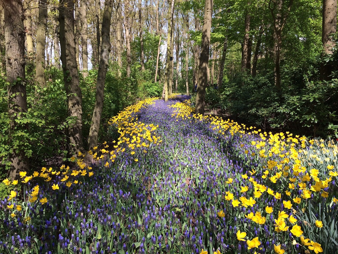 flowers woods wildflowers free photo