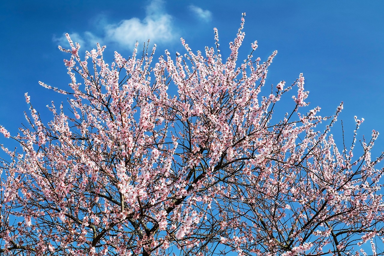 flowers pink tree free photo