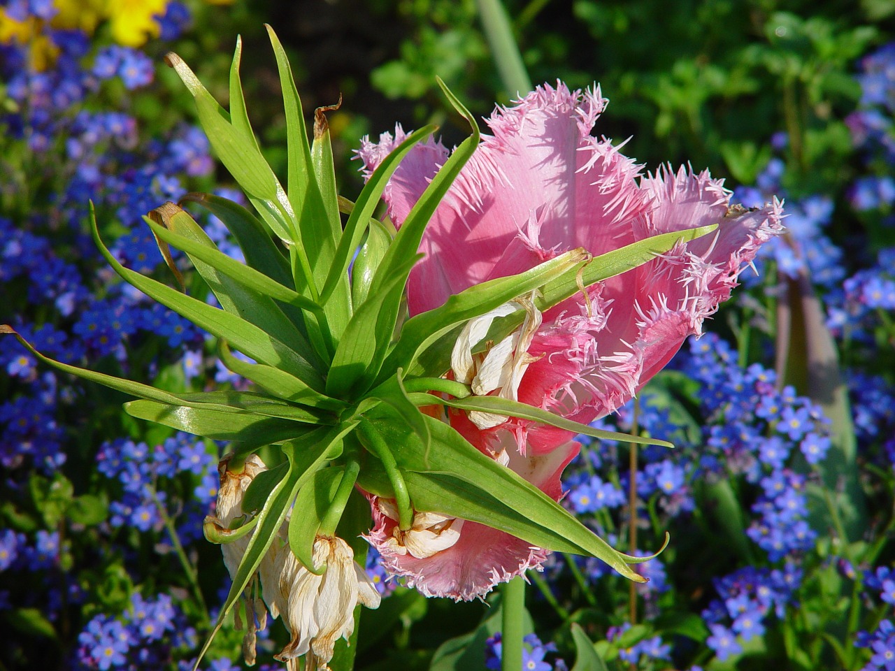 flowers plant spring free photo