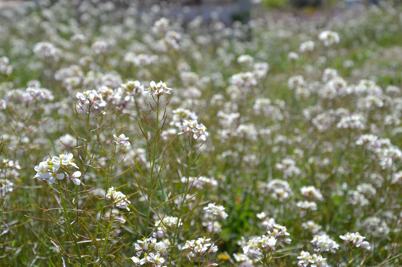 flowers flowery field nature free photo