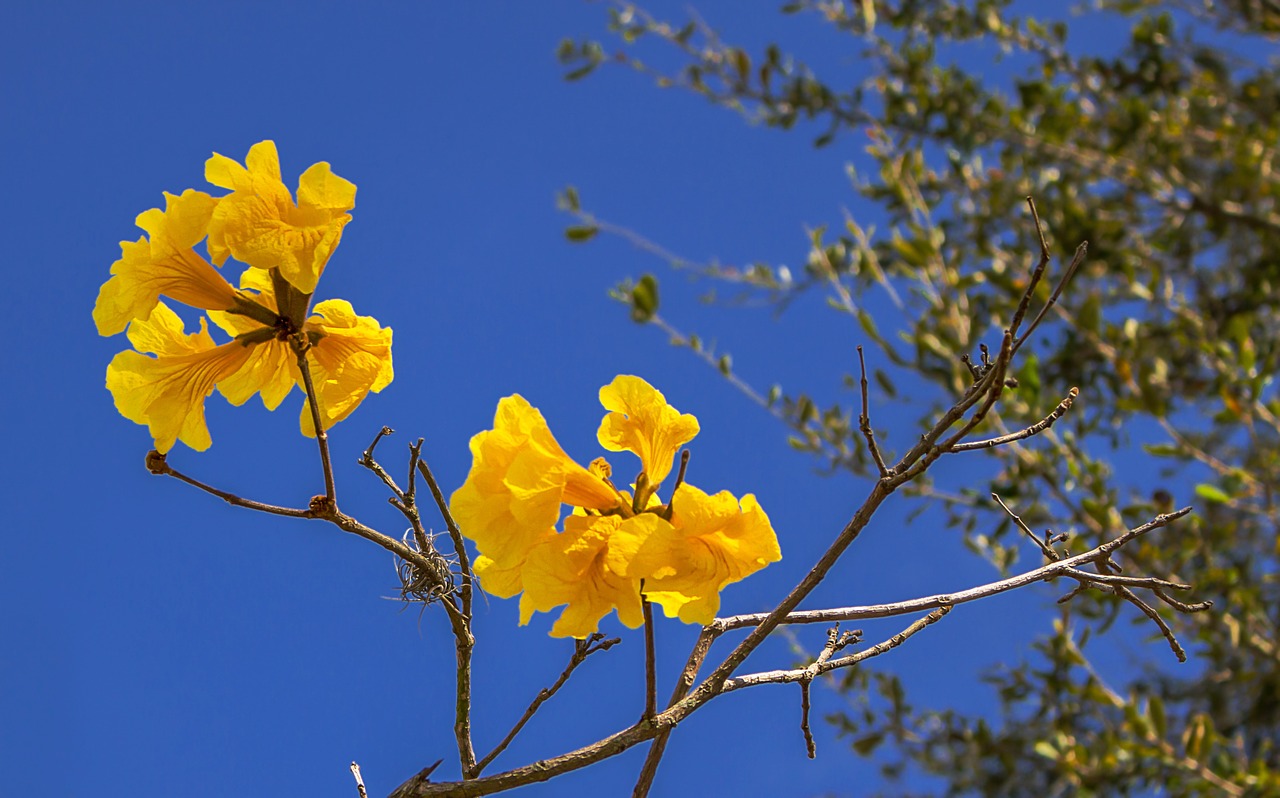 flowers yellow nature free photo