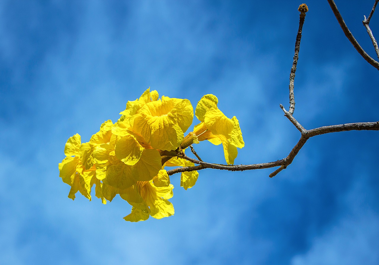 flowers sky blue free photo