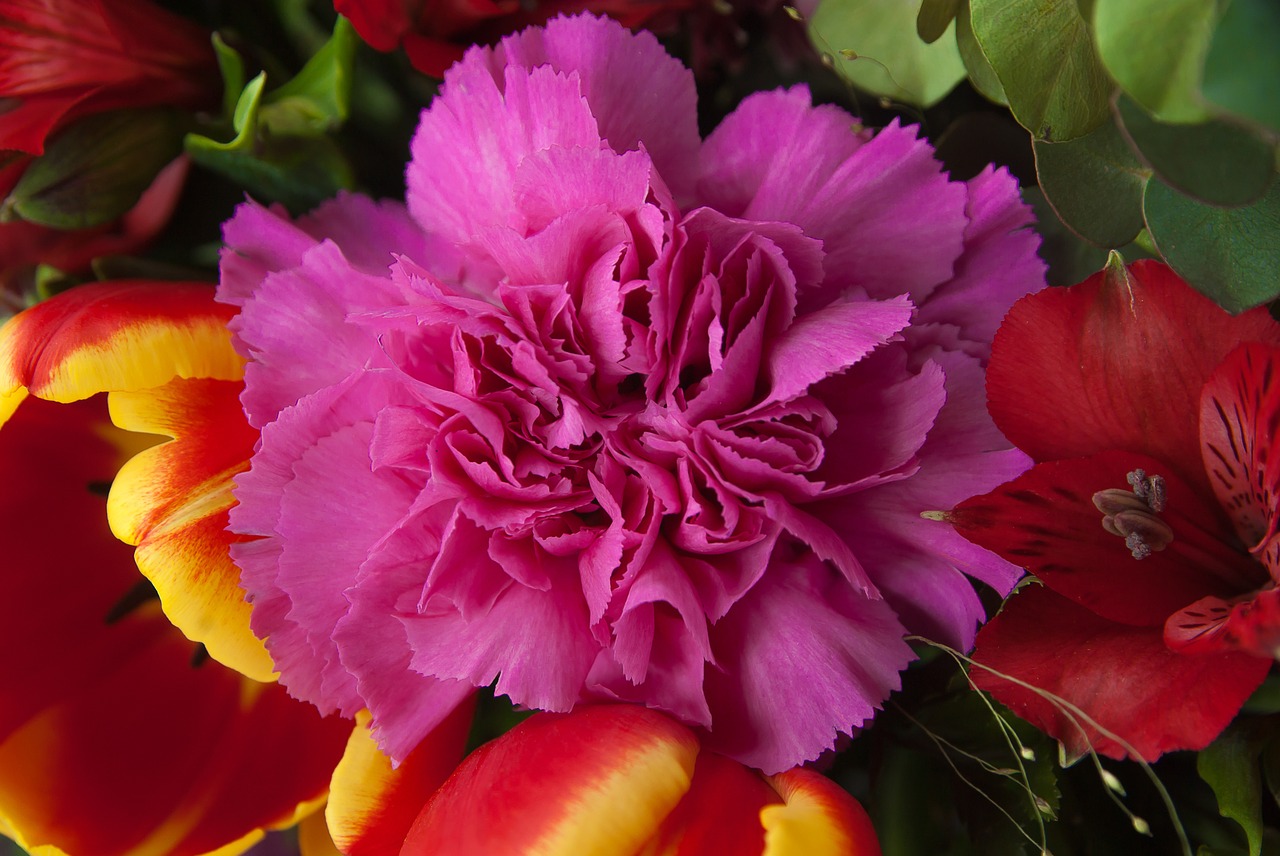 flowers carnation tulip free photo