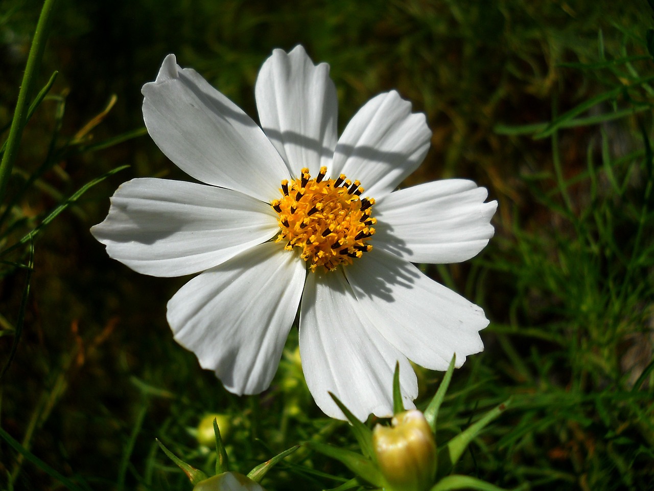 flowers summer nature free photo