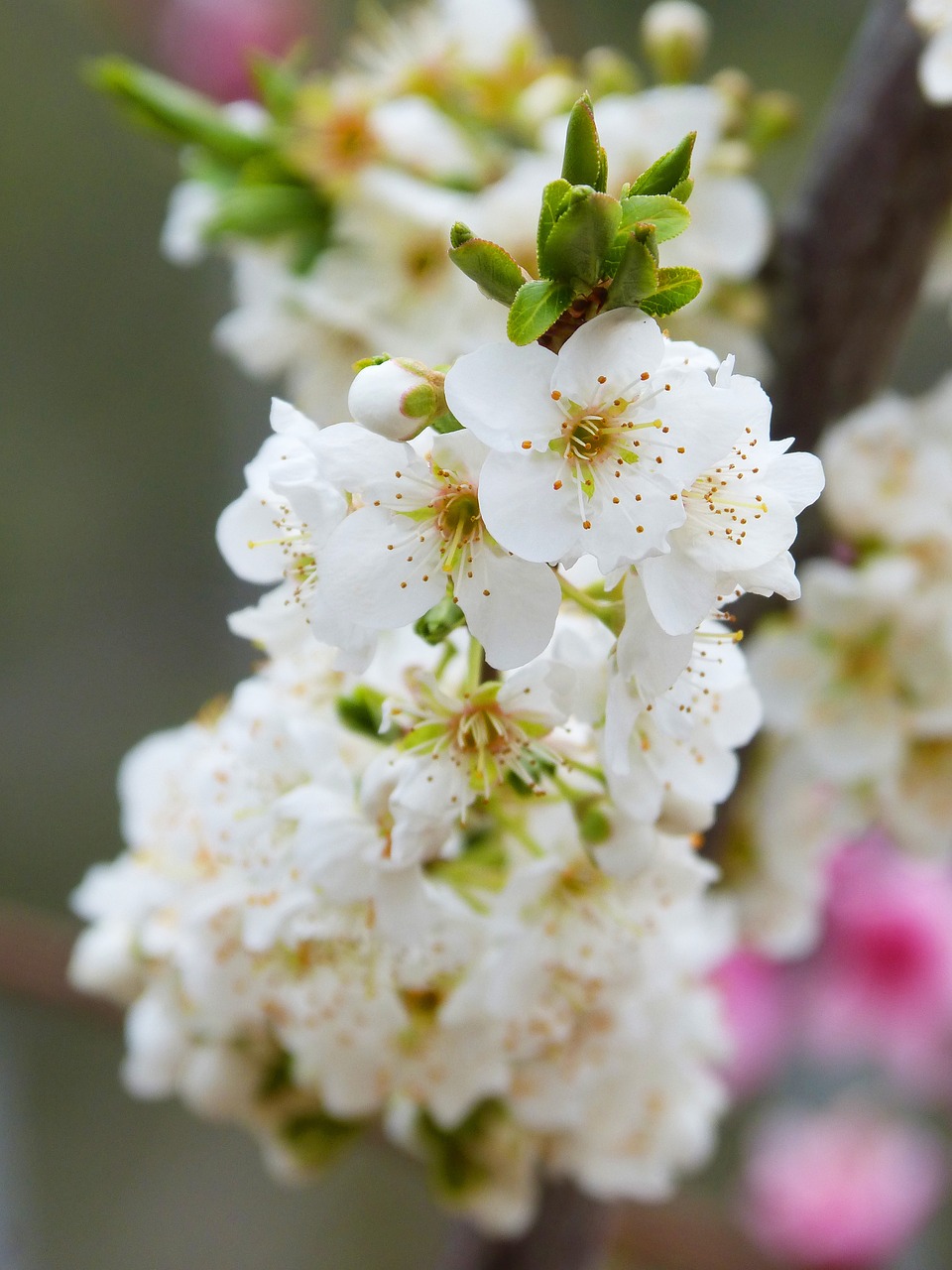 flowers pistils detail free photo