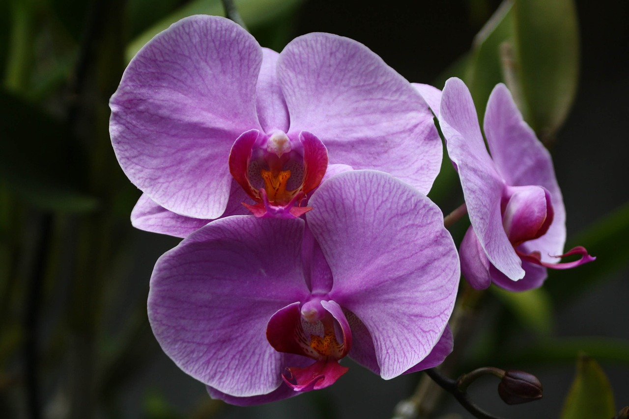 flowers wild orchid dendrobium free photo