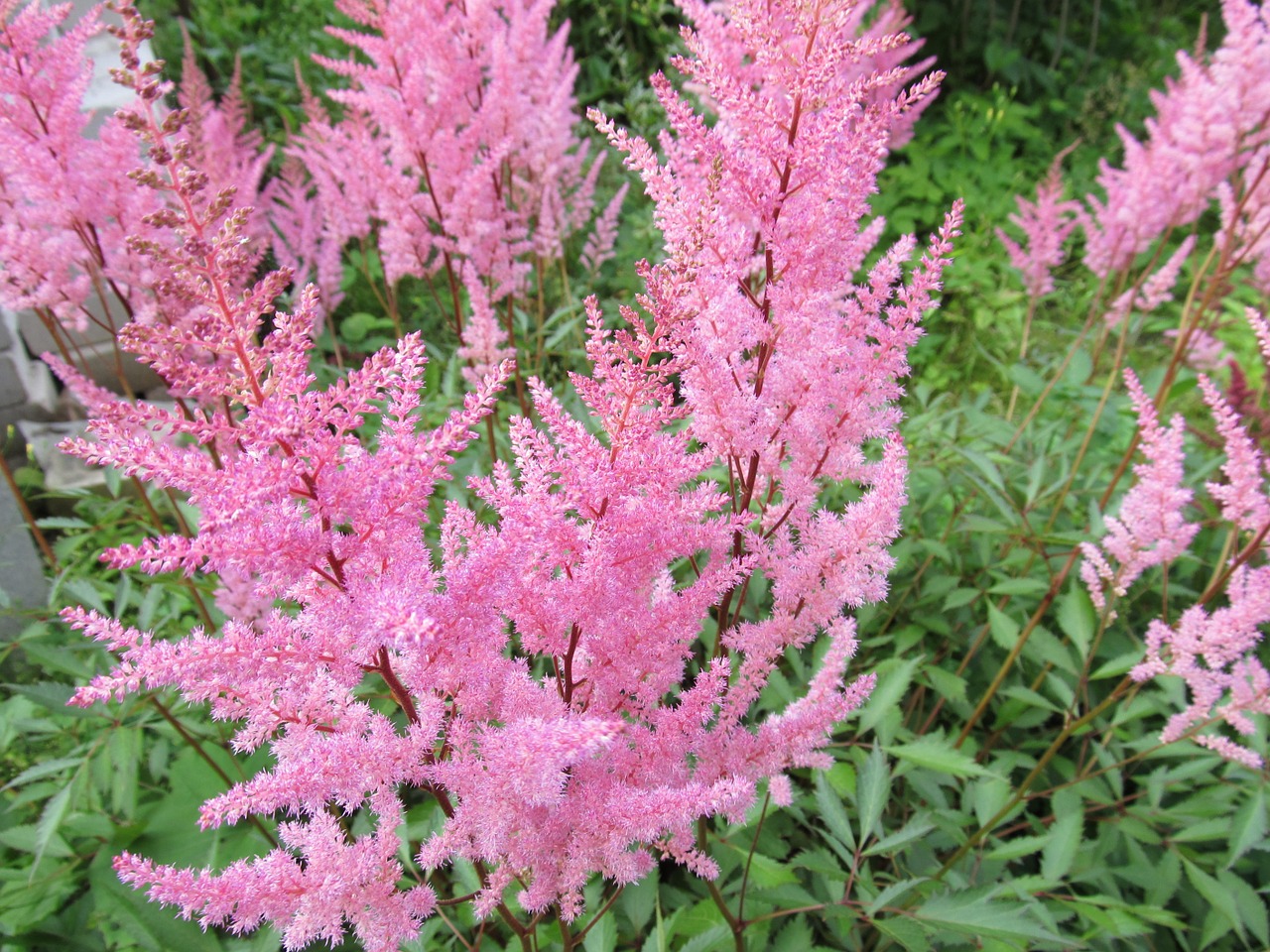 callistemon plant purple flowers free photo