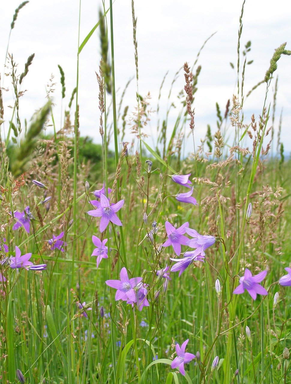 flowers campanula patula grass free photo