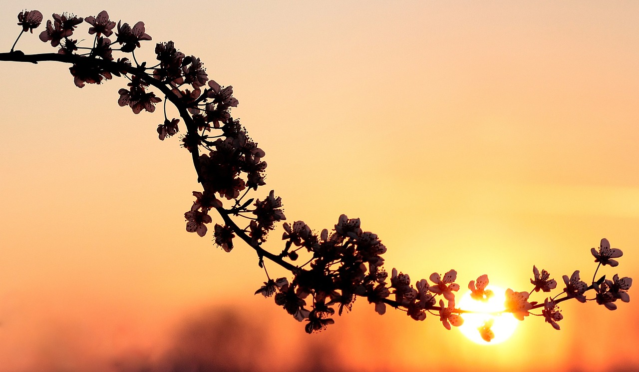 flowers branch spring free photo