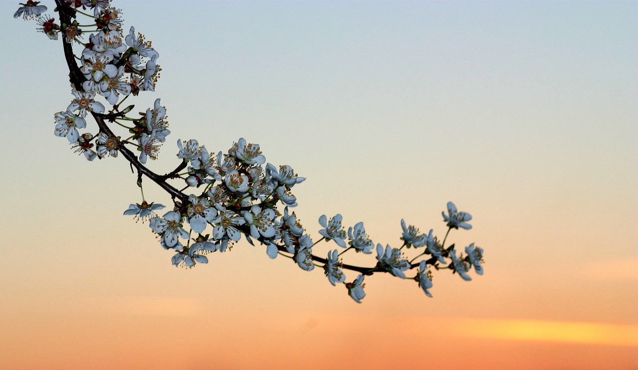 flowers branch spring free photo