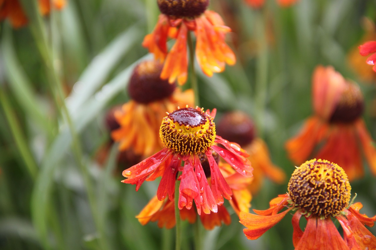 flowers garden nature free photo