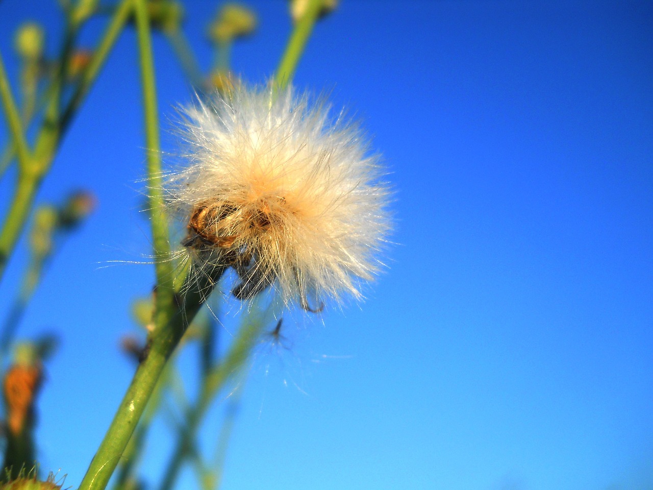 flowers summer nature free photo