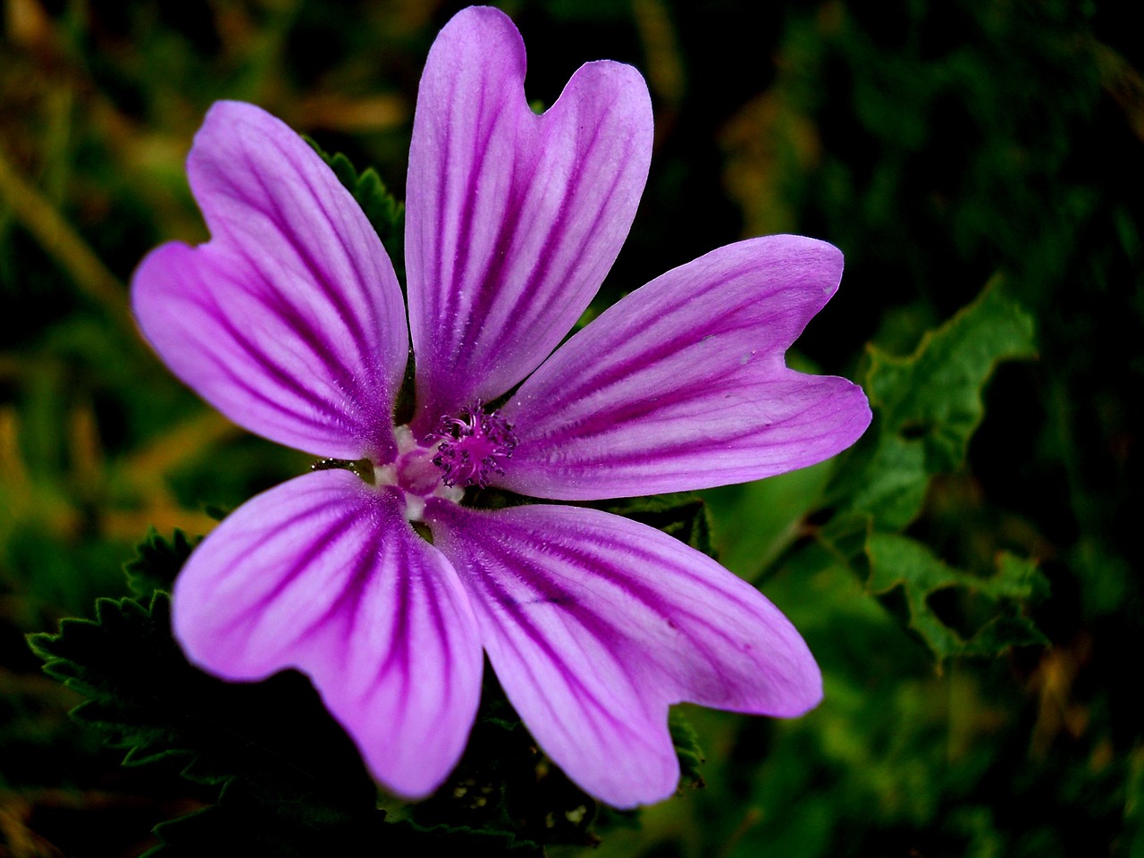 flowers summer nature free photo