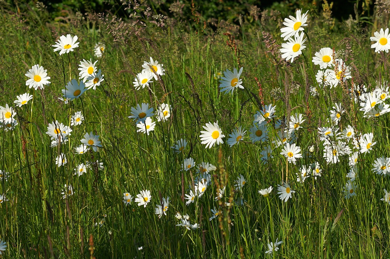 flowers daisies plant free photo