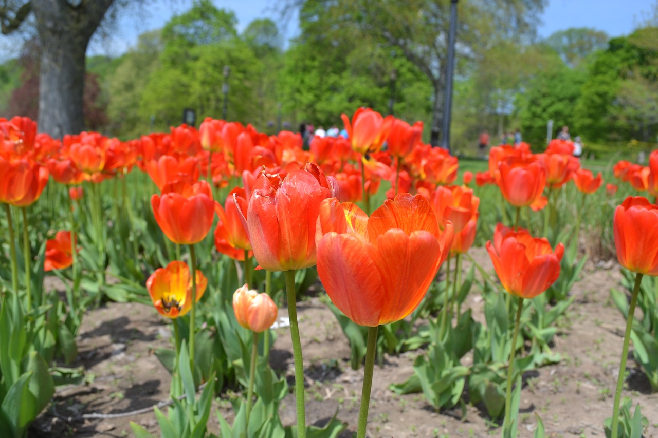 flowers tulips floral free photo