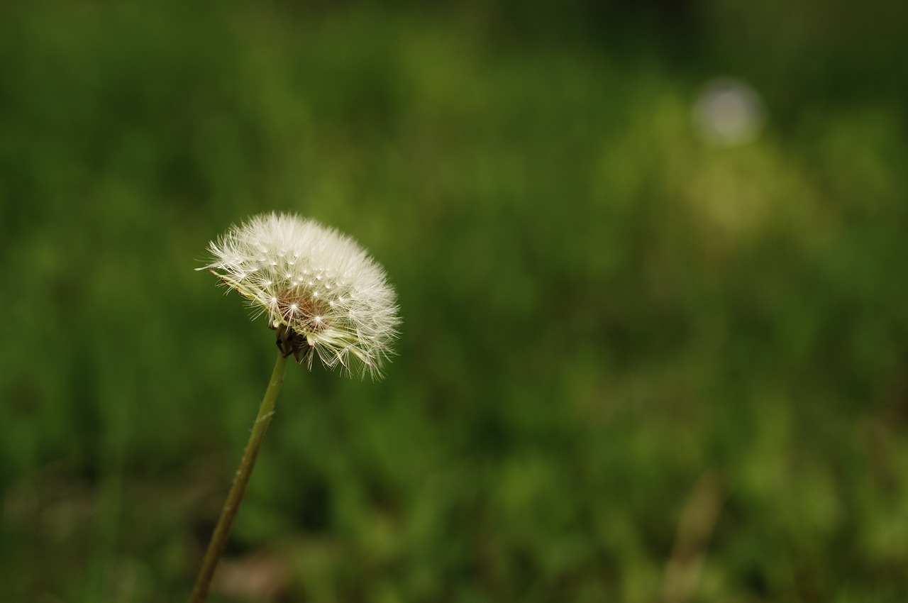 flowers spring cosmos free photo