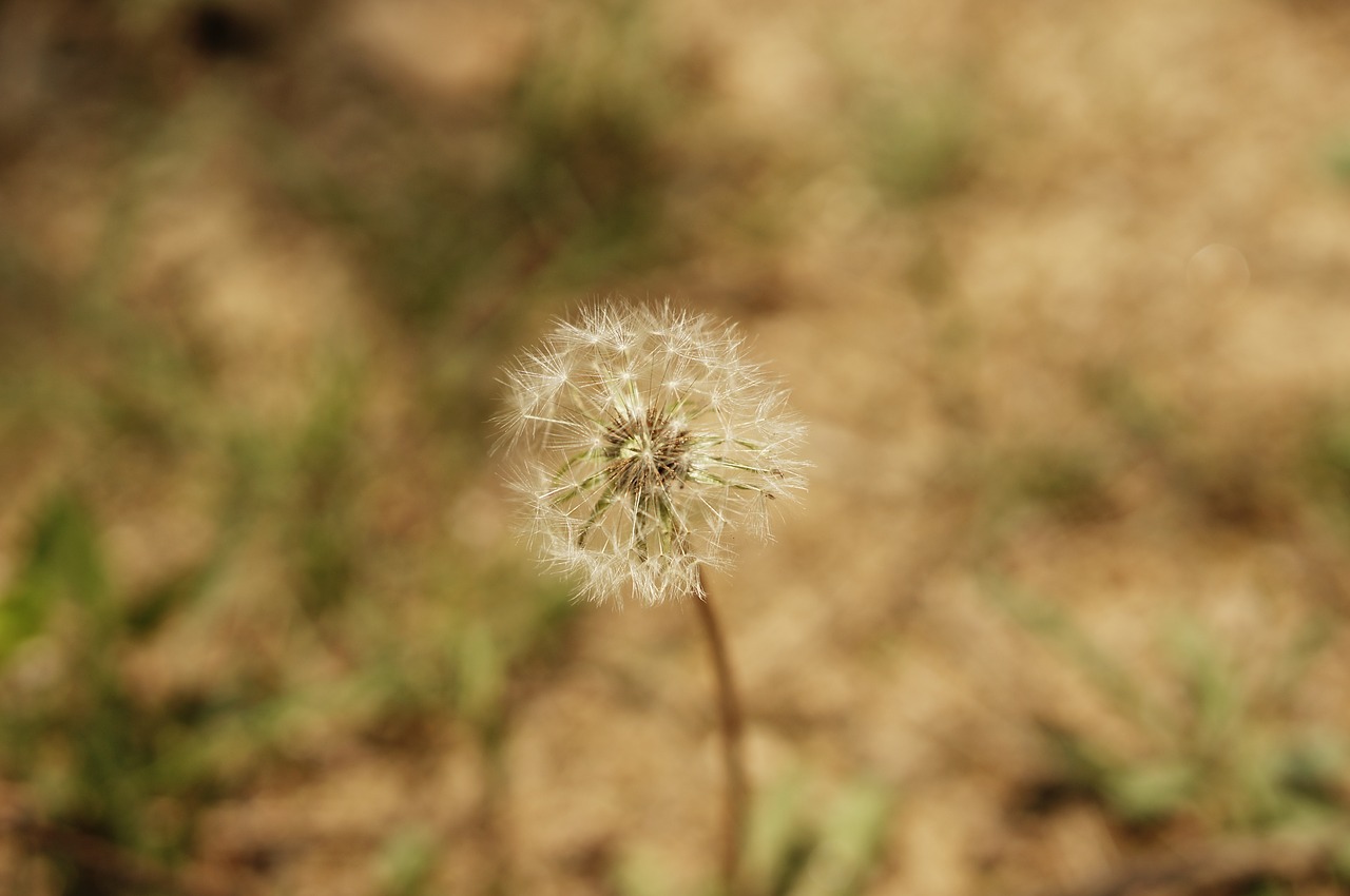 flowers spring cosmos free photo