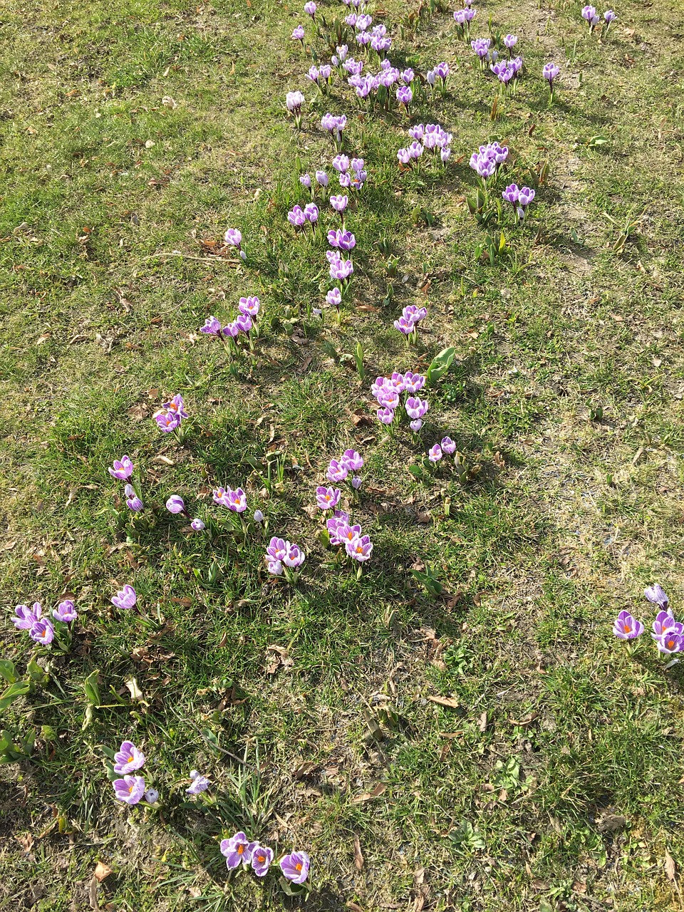 flowers spring crocus free photo