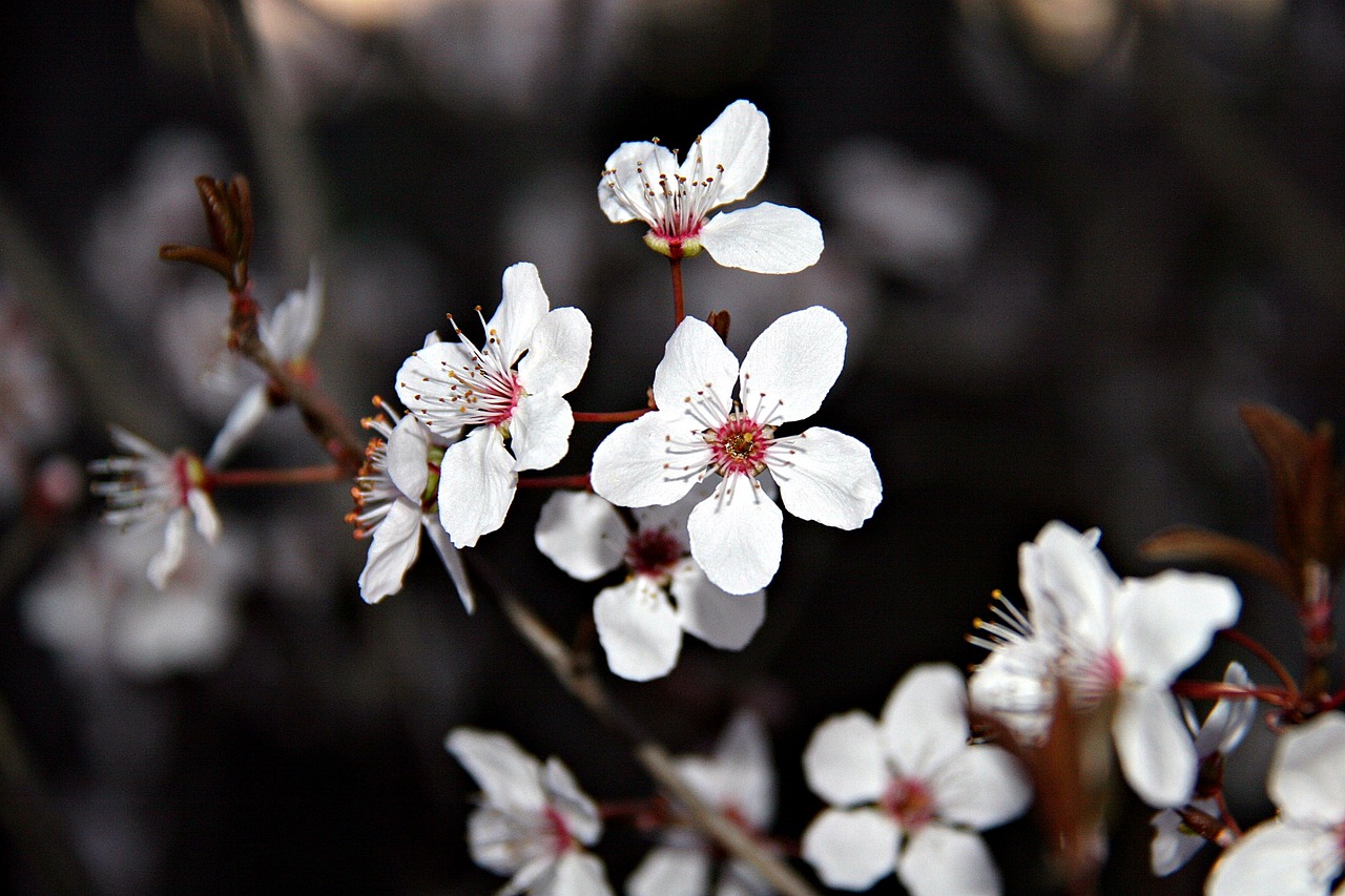 flowers spring nature free photo