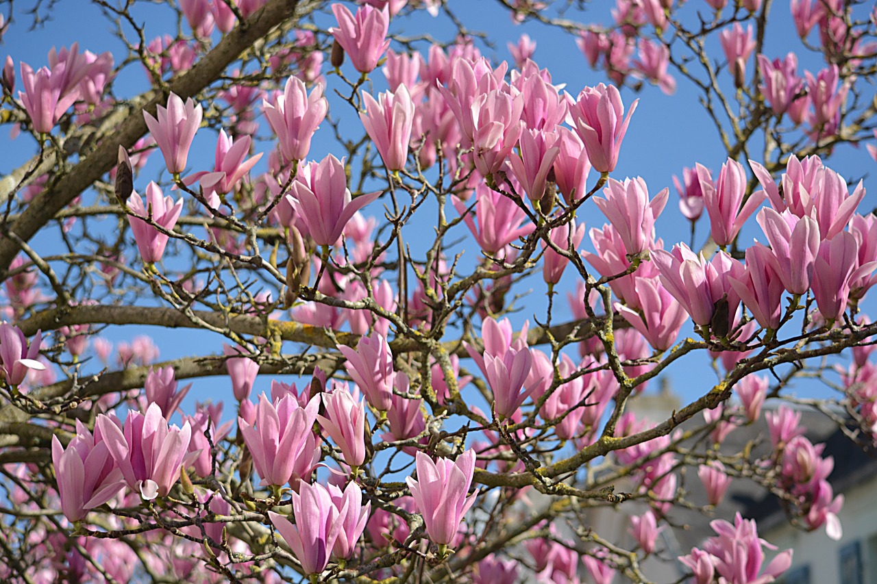 flowers magnolias nature free photo