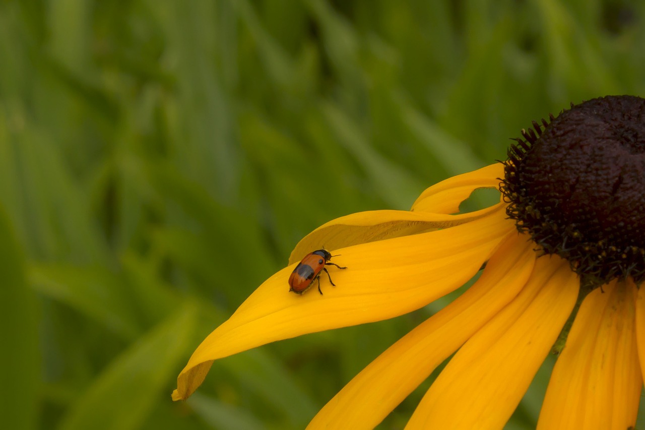 flowers summer insects free photo