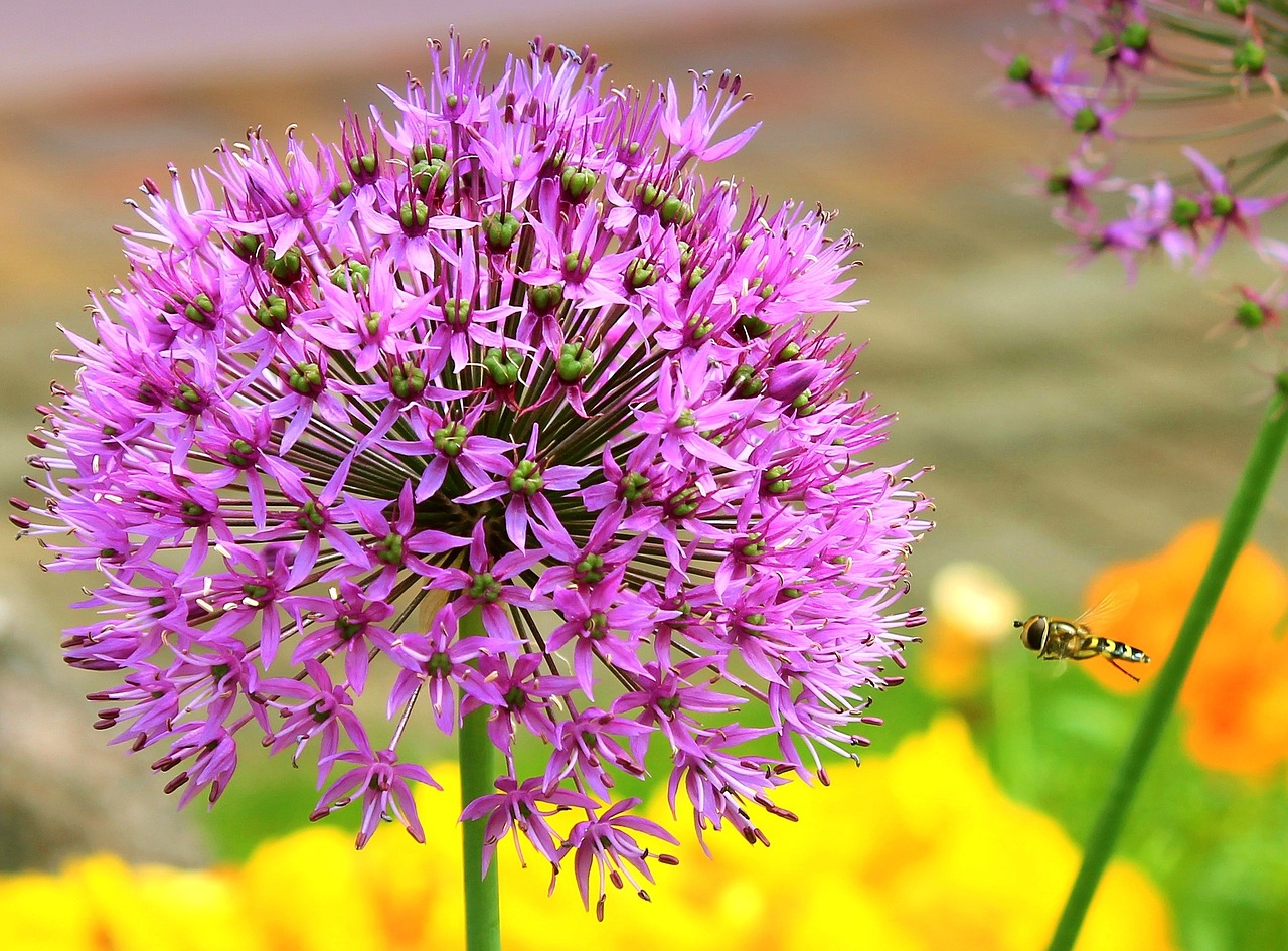 flowers pink plant free photo