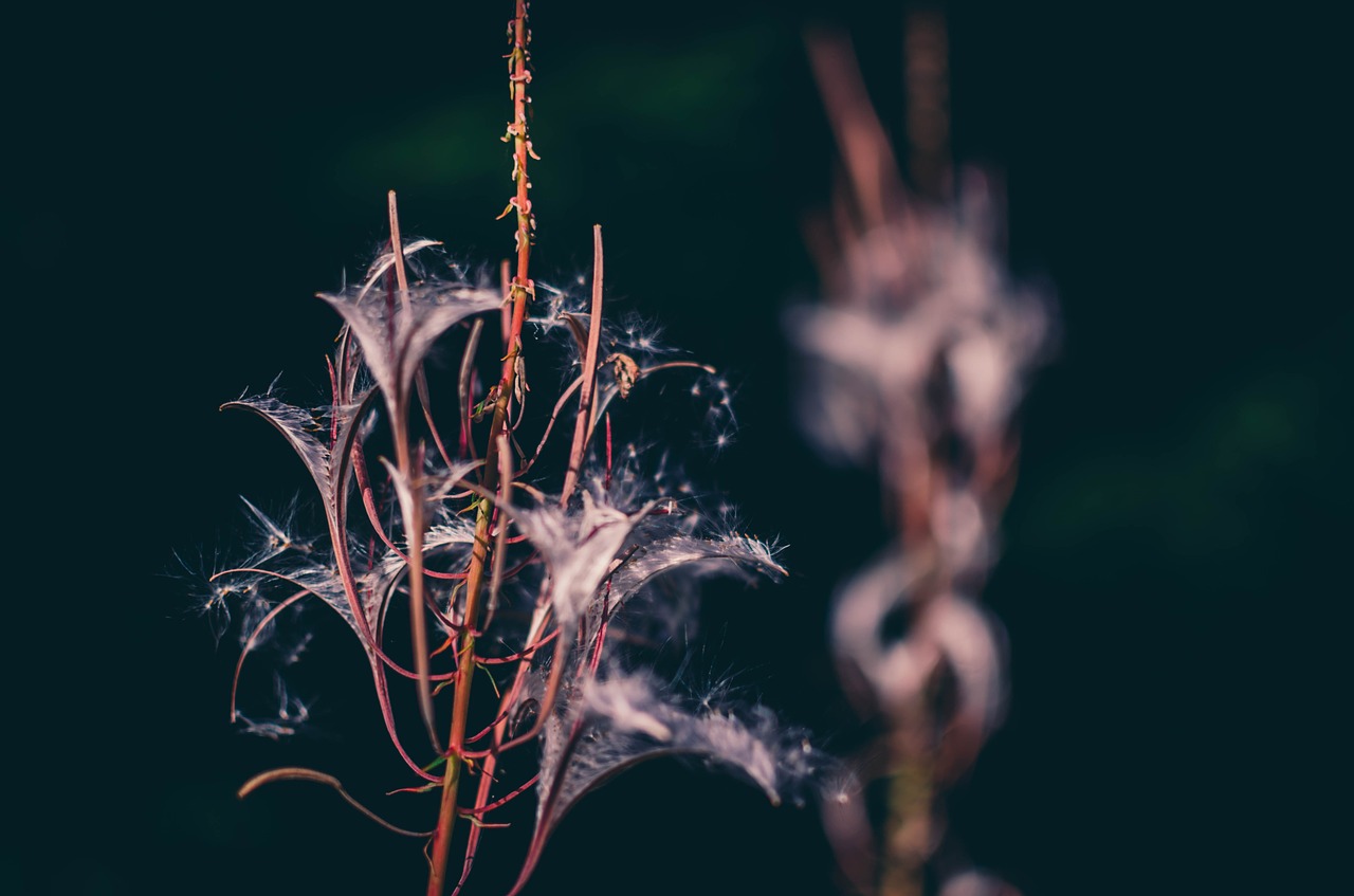 flowers wildflower weeds free photo