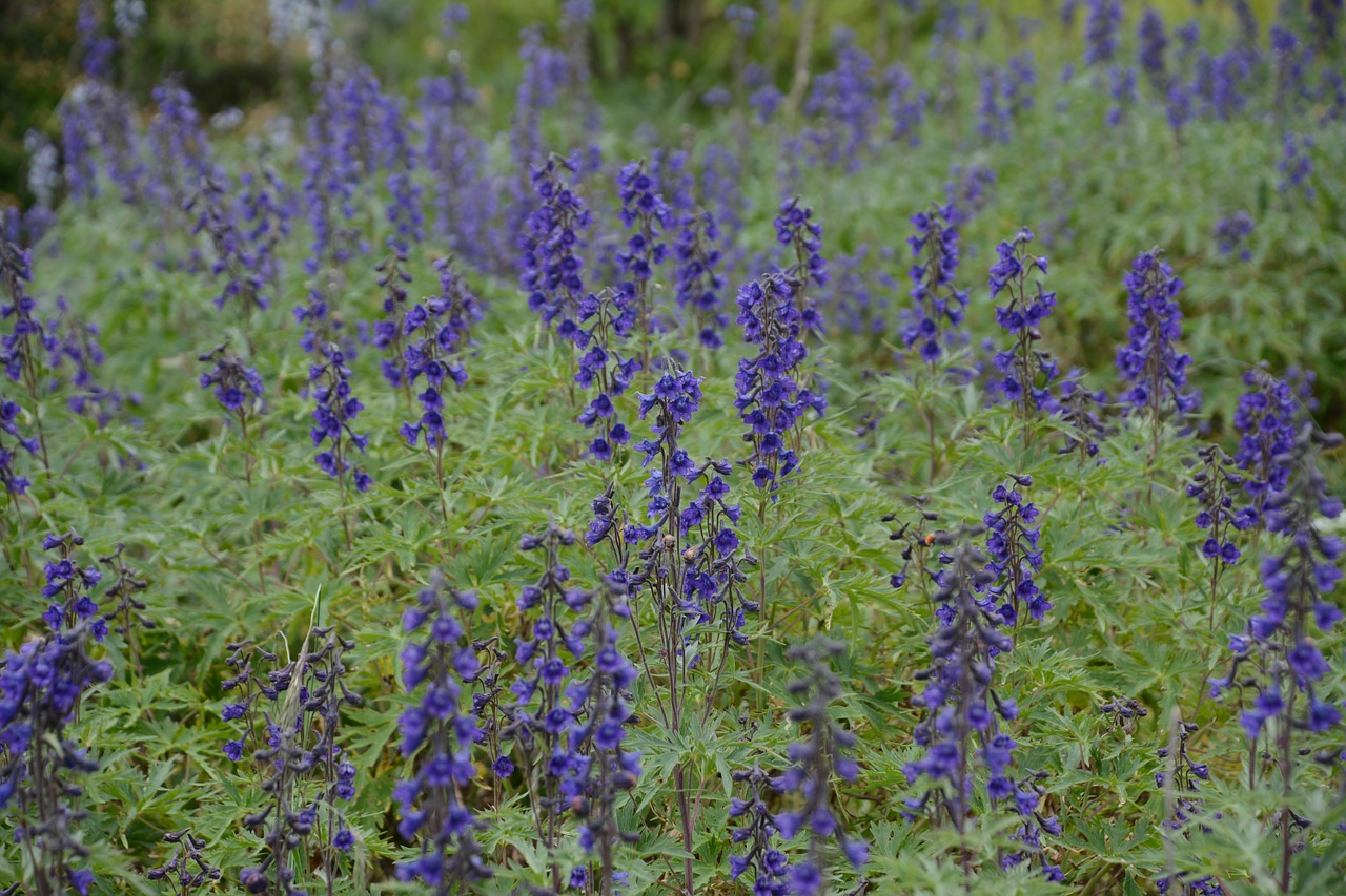 flowers nature purple free photo