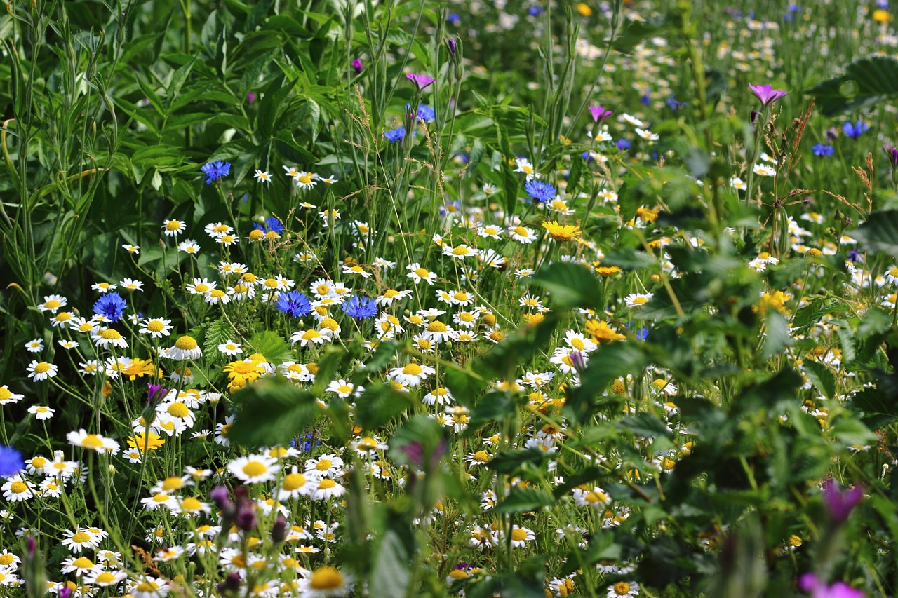 flowers summer wildflower free photo