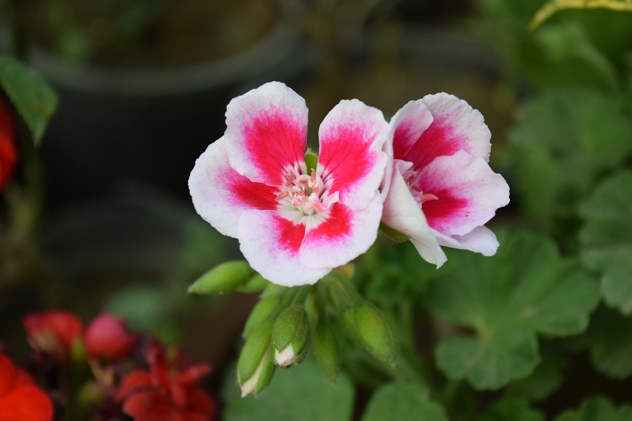 pink roses bloaming spring free photo