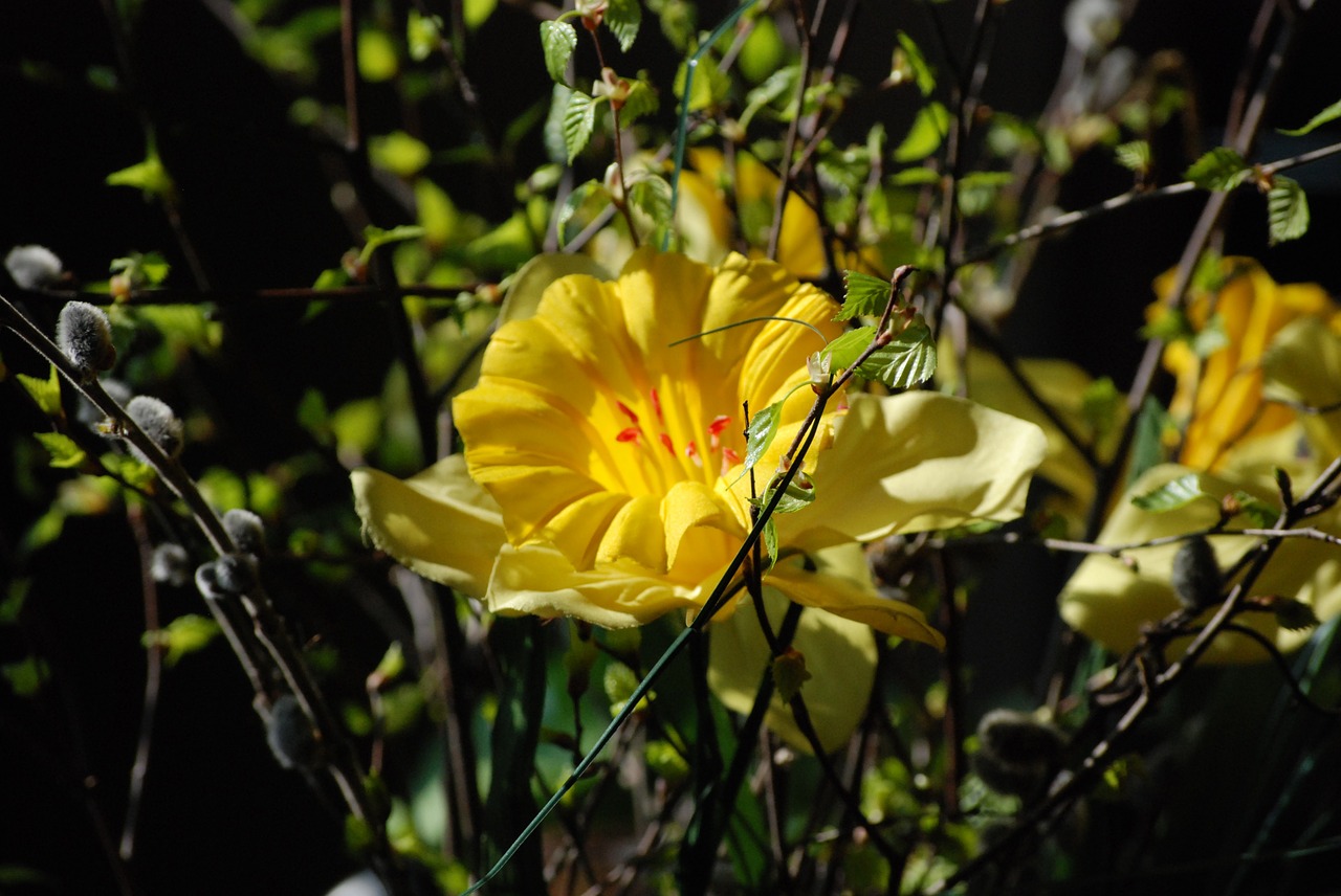 flowers holidays artificial free photo