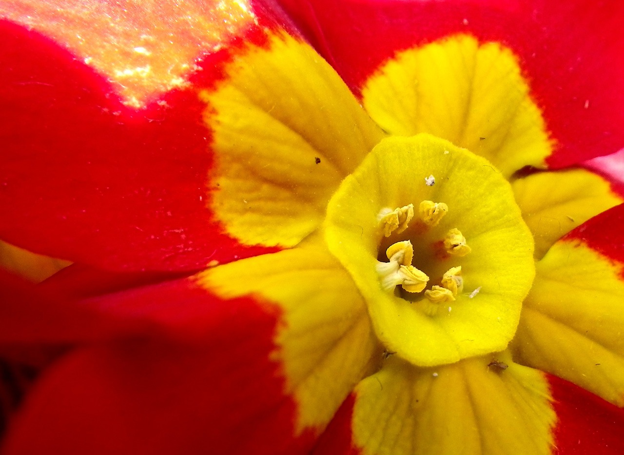 flowers primrose red free photo