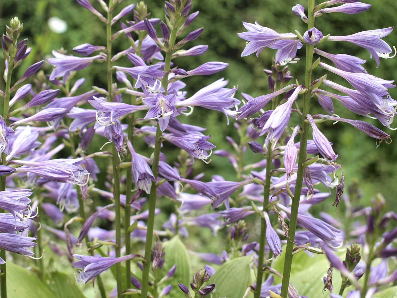 flowers nature rock free photo