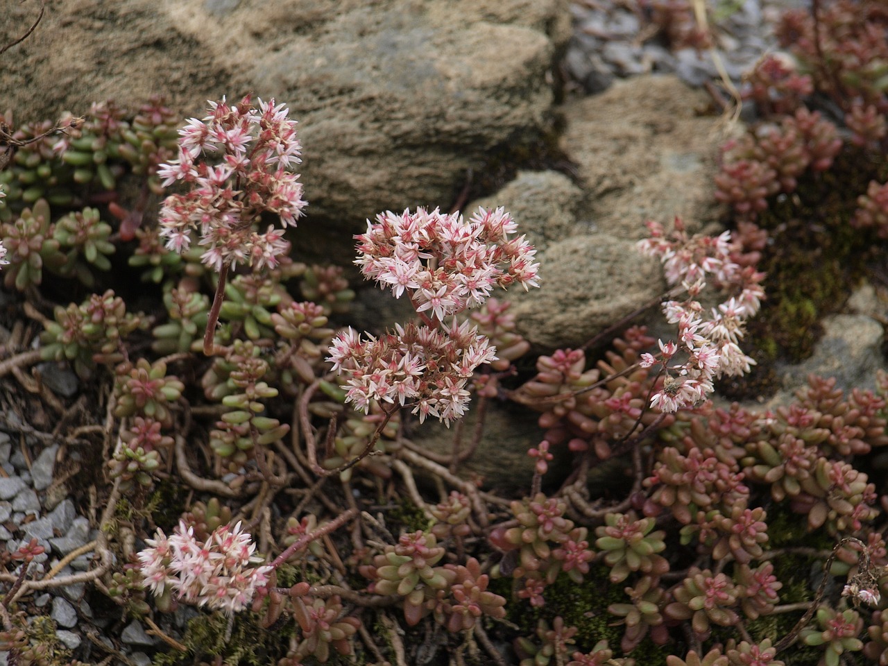 flowers nature rock free photo